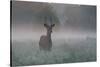 A Red Deer Buck, Cervus Elaphus, on a Misty Summer Morning-Alex Saberi-Stretched Canvas