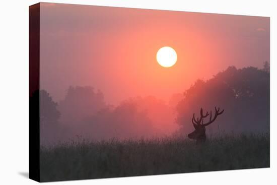 A Red Deer Buck, Cervus Elaphus, Silhouetted Against a Dramatic Sky-Alex Saberi-Stretched Canvas