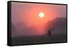 A Red Deer Buck, Cervus Elaphus, Silhouetted Against a Dramatic Sky-Alex Saberi-Framed Stretched Canvas
