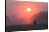 A Red Deer Buck, Cervus Elaphus, Silhouetted Against a Dramatic Sky-Alex Saberi-Stretched Canvas