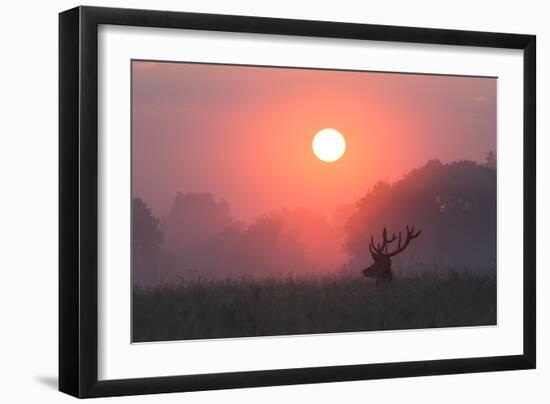 A Red Deer Buck, Cervus Elaphus, Silhouetted Against a Dramatic Sky-Alex Saberi-Framed Photographic Print