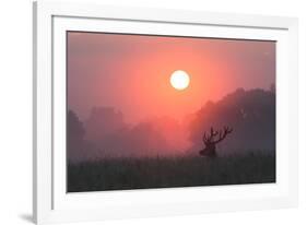 A Red Deer Buck, Cervus Elaphus, Silhouetted Against a Dramatic Sky-Alex Saberi-Framed Photographic Print