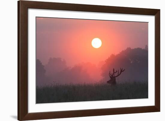 A Red Deer Buck, Cervus Elaphus, Silhouetted Against a Dramatic Sky-Alex Saberi-Framed Photographic Print