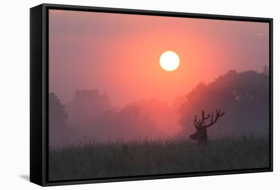 A Red Deer Buck, Cervus Elaphus, Silhouetted Against a Dramatic Sky-Alex Saberi-Framed Stretched Canvas