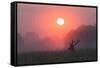 A Red Deer Buck, Cervus Elaphus, Silhouetted Against a Dramatic Sky-Alex Saberi-Framed Stretched Canvas