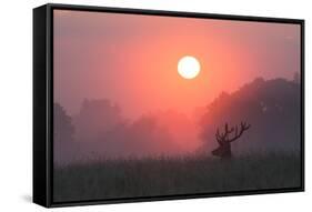 A Red Deer Buck, Cervus Elaphus, Silhouetted Against a Dramatic Sky-Alex Saberi-Framed Stretched Canvas