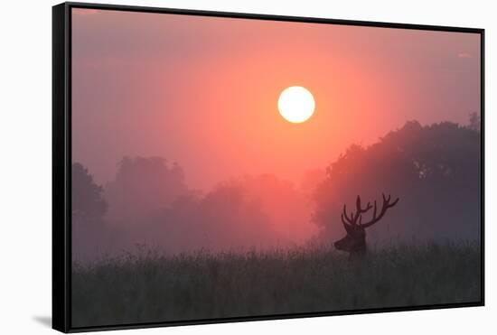 A Red Deer Buck, Cervus Elaphus, Silhouetted Against a Dramatic Sky-Alex Saberi-Framed Stretched Canvas