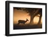 A Red Deer, Cervus Elaphus, Grazes in the Early Morning Mists of Richmond Park-Alex Saberi-Framed Photographic Print