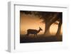 A Red Deer, Cervus Elaphus, Grazes in the Early Morning Mists of Richmond Park-Alex Saberi-Framed Photographic Print