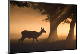 A Red Deer, Cervus Elaphus, Grazes in the Early Morning Mists of Richmond Park-Alex Saberi-Mounted Photographic Print