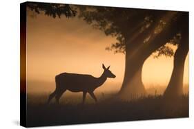 A Red Deer, Cervus Elaphus, Grazes in the Early Morning Mists of Richmond Park-Alex Saberi-Stretched Canvas