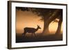 A Red Deer, Cervus Elaphus, Grazes in the Early Morning Mists of Richmond Park-Alex Saberi-Framed Photographic Print