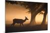 A Red Deer, Cervus Elaphus, Grazes in the Early Morning Mists of Richmond Park-Alex Saberi-Mounted Photographic Print