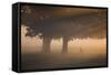 A Red Deer, Cervus Elaphus, Grazes in the Early Morning Mists of Richmond Park-Alex Saberi-Framed Stretched Canvas