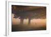 A Red Deer, Cervus Elaphus, Grazes in the Early Morning Mists of Richmond Park-Alex Saberi-Framed Photographic Print