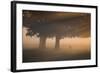 A Red Deer, Cervus Elaphus, Grazes in the Early Morning Mists of Richmond Park-Alex Saberi-Framed Photographic Print