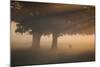 A Red Deer, Cervus Elaphus, Grazes in the Early Morning Mists of Richmond Park-Alex Saberi-Mounted Photographic Print