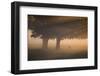 A Red Deer, Cervus Elaphus, Grazes in the Early Morning Mists of Richmond Park-Alex Saberi-Framed Photographic Print