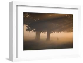 A Red Deer, Cervus Elaphus, Grazes in the Early Morning Mists of Richmond Park-Alex Saberi-Framed Photographic Print
