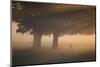A Red Deer, Cervus Elaphus, Grazes in the Early Morning Mists of Richmond Park-Alex Saberi-Mounted Photographic Print