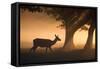 A Red Deer, Cervus Elaphus, Grazes in the Early Morning Mists of Richmond Park-Alex Saberi-Framed Stretched Canvas