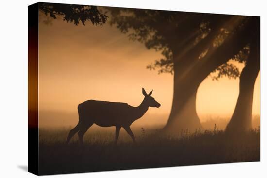 A Red Deer, Cervus Elaphus, Grazes in the Early Morning Mists of Richmond Park-Alex Saberi-Stretched Canvas