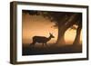 A Red Deer, Cervus Elaphus, Grazes in the Early Morning Mists of Richmond Park-Alex Saberi-Framed Photographic Print