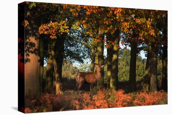 A Red Deer, Cervus Elaphus, in London's Richmond Park-Alex Saberi-Stretched Canvas