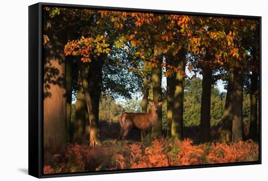 A Red Deer, Cervus Elaphus, in London's Richmond Park-Alex Saberi-Framed Stretched Canvas