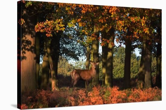 A Red Deer, Cervus Elaphus, in London's Richmond Park-Alex Saberi-Stretched Canvas