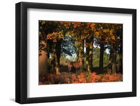 A Red Deer, Cervus Elaphus, in London's Richmond Park-Alex Saberi-Framed Photographic Print