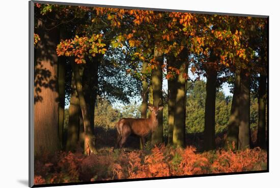 A Red Deer, Cervus Elaphus, in London's Richmond Park-Alex Saberi-Mounted Photographic Print