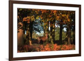 A Red Deer, Cervus Elaphus, in London's Richmond Park-Alex Saberi-Framed Photographic Print