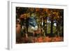 A Red Deer, Cervus Elaphus, in London's Richmond Park-Alex Saberi-Framed Photographic Print