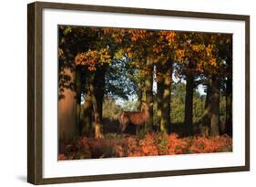 A Red Deer, Cervus Elaphus, in London's Richmond Park-Alex Saberi-Framed Photographic Print