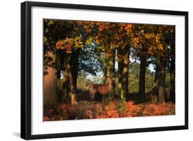 A Red Deer, Cervus Elaphus, in London's Richmond Park-Alex Saberi-Framed Photographic Print