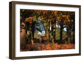 A Red Deer, Cervus Elaphus, in London's Richmond Park-Alex Saberi-Framed Photographic Print