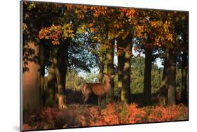 A Red Deer, Cervus Elaphus, in London's Richmond Park-Alex Saberi-Mounted Photographic Print