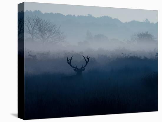 A Red Deer, Cervus Elaphus, in the Autumn Mist-Alex Saberi-Stretched Canvas
