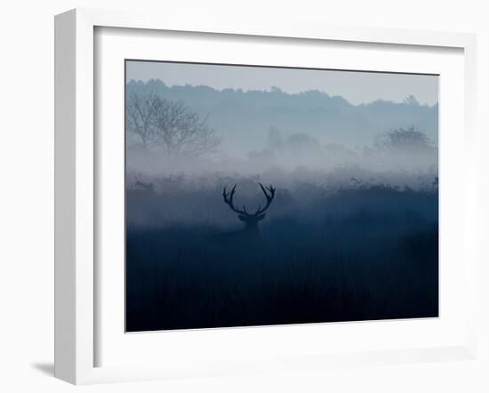 A Red Deer, Cervus Elaphus, in the Autumn Mist-Alex Saberi-Framed Photographic Print