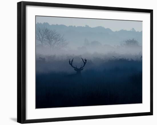 A Red Deer, Cervus Elaphus, in the Autumn Mist-Alex Saberi-Framed Photographic Print