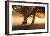 A Red Deer, Cervus Elaphus, in the Early Morning Mists of Richmond Park-Alex Saberi-Framed Photographic Print