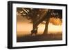 A Red Deer, Cervus Elaphus, in the Early Morning Mists of Richmond Park-Alex Saberi-Framed Photographic Print