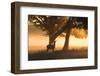 A Red Deer, Cervus Elaphus, in the Early Morning Mists of Richmond Park-Alex Saberi-Framed Photographic Print