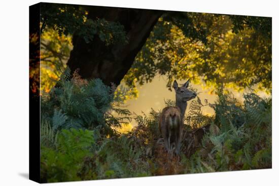 A Red Deer Doe on an Early Autumn Morning in Richmond Park-Alex Saberi-Stretched Canvas