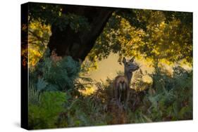 A Red Deer Doe on an Early Autumn Morning in Richmond Park-Alex Saberi-Stretched Canvas