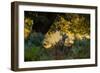 A Red Deer Doe on an Early Autumn Morning in Richmond Park-Alex Saberi-Framed Photographic Print