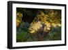 A Red Deer Doe on an Early Autumn Morning in Richmond Park-Alex Saberi-Framed Photographic Print