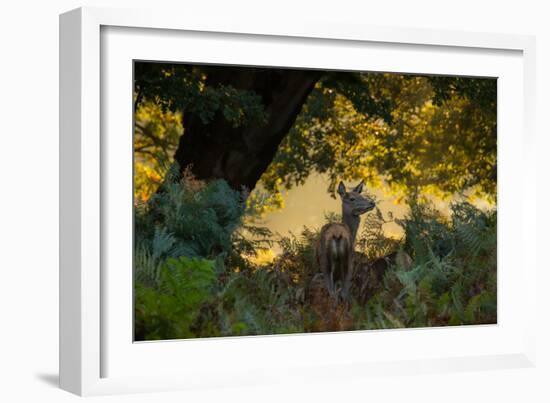 A Red Deer Doe on an Early Autumn Morning in Richmond Park-Alex Saberi-Framed Photographic Print