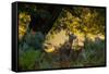 A Red Deer Doe on an Early Autumn Morning in Richmond Park-Alex Saberi-Framed Stretched Canvas